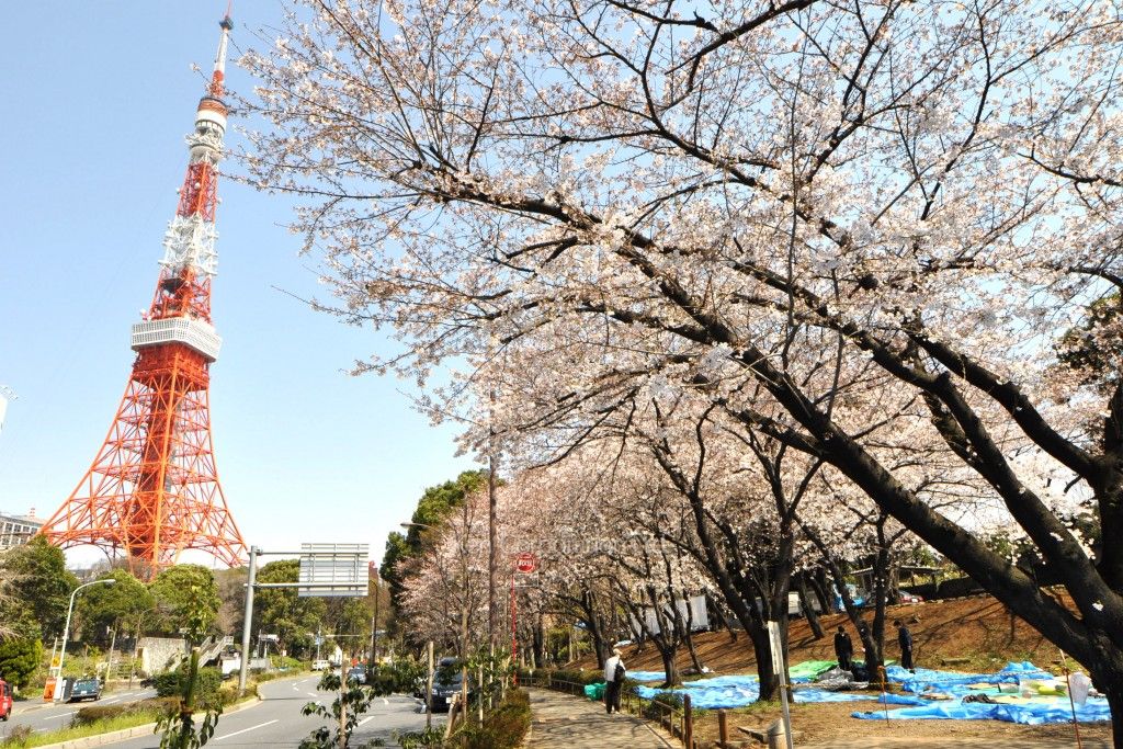 セラフ・テン・アザブの写真 芝公園