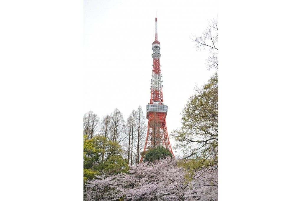  東京タワー  ※写真の無断転載禁止