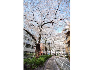  区立呑山本流緑道