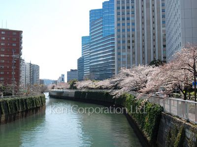 ザ・パークタワー東京サウスの写真 目黒川