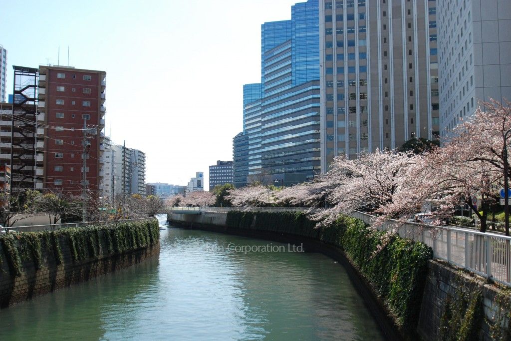 ザ・パークタワー東京サウスの写真 目黒川