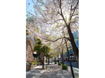 クレジデンス神谷町の写真 前面道路