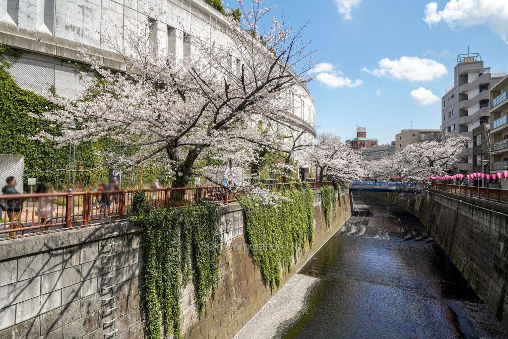  目黒川