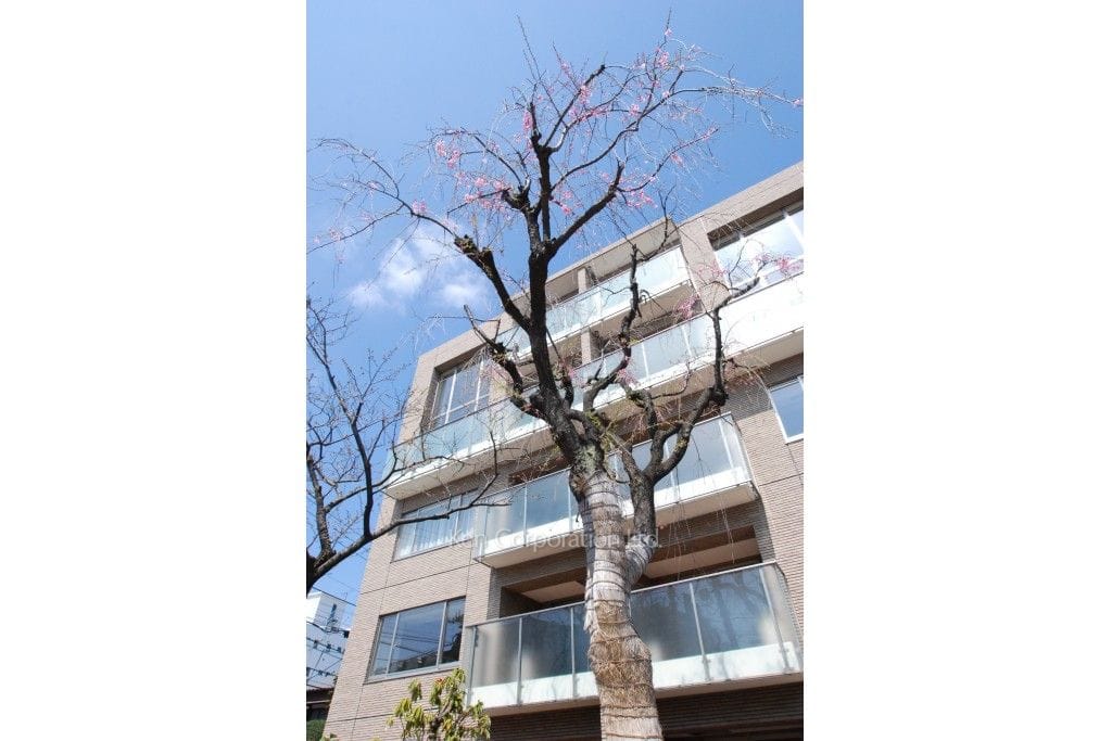 代官山桜の丘の写真 しだれ桜