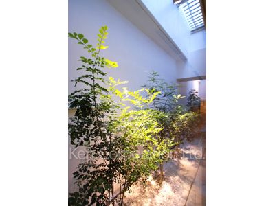  植栽