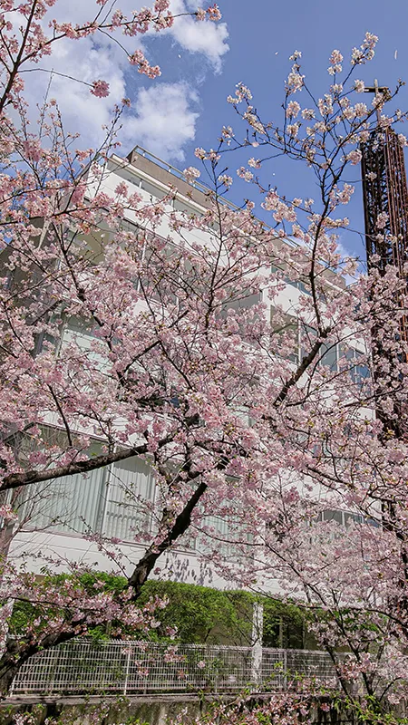 Blossom Terraceの写真